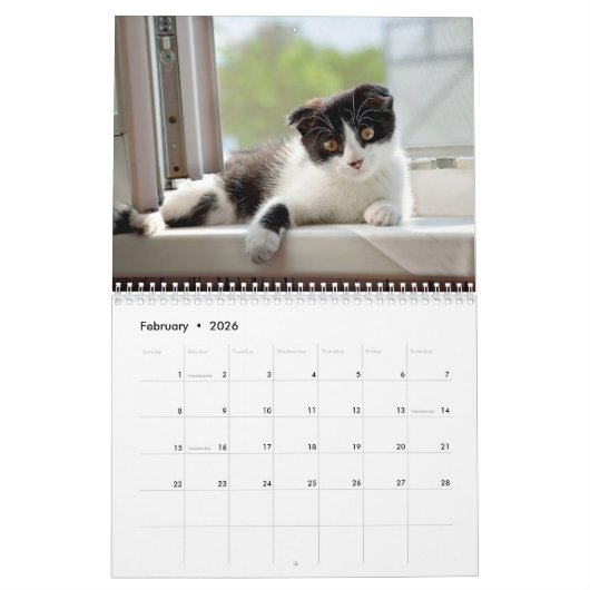 Cat Life-kalender Kalender (Feb 2026)