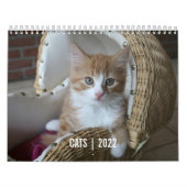 Cat Life-kalender Kalender (Hoes)