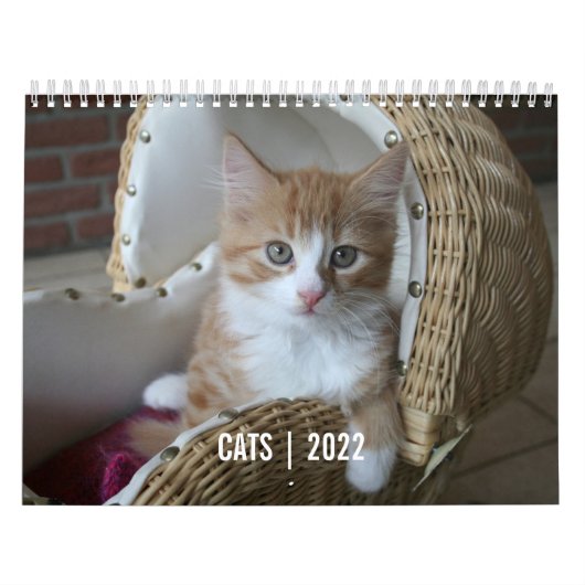 Cat Life-kalender Kalender (Hoes)