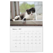 Cat Life-kalender Kalender (Feb 2027)