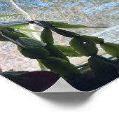 Cat Looking Out Window Poster (Hoek)