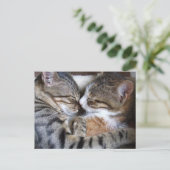 Cat Love Briefkaart (Staand voorkant)