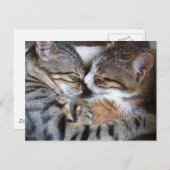 Cat Love Briefkaart (Voorkant / Achterkant)
