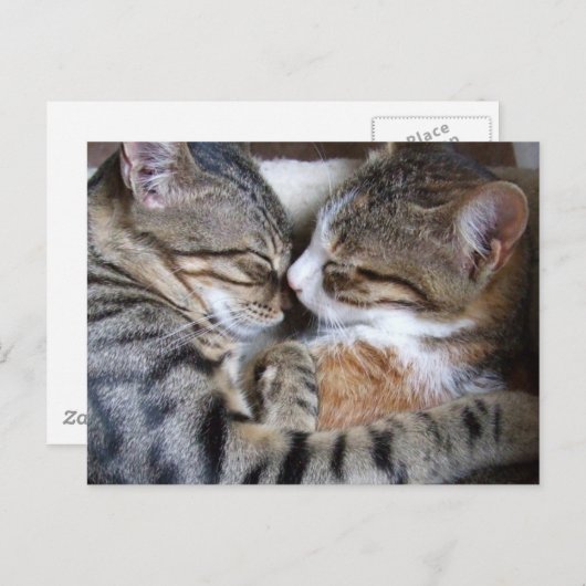 Cat Love Briefkaart (Voorkant / Achterkant)