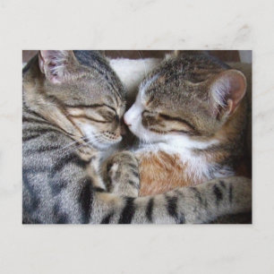 Cat Love Briefkaart