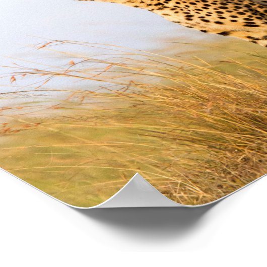 Cat lover cheetah foto poster (Hoek)