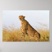 Cat lover cheetah foto poster (Voorkant)