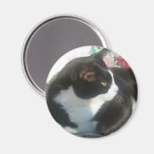 Cat Magmet Magneet (Voorkant / Achterkant)