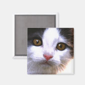 Cat Magnet (Voorkant / Achterkant)