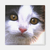 Cat Magnet (Voorkant)