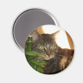 Cat Magnet (Voorkant / Achterkant)