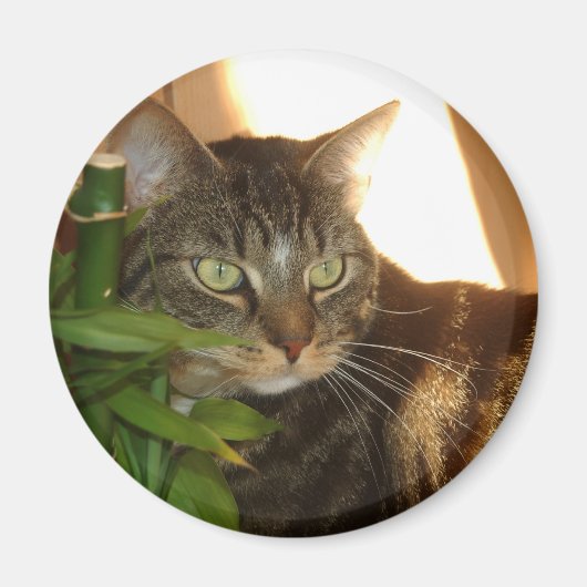 Cat Magnet (Voorkant)
