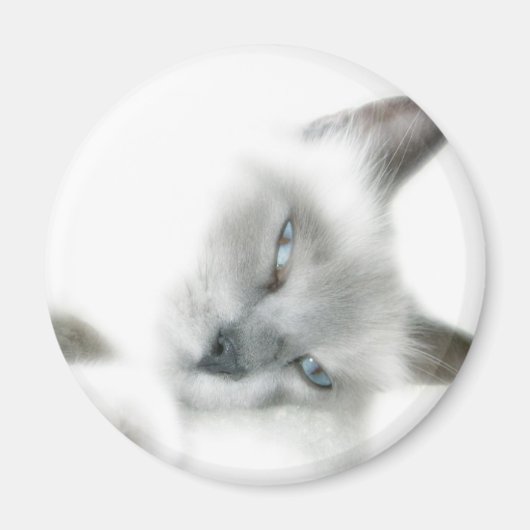 Cat Magnet (Voorkant)