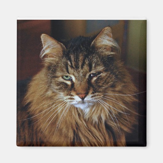 Cat Magnet (Voorkant)