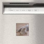 Cat Magnet (Insitu (Vaatwasser))