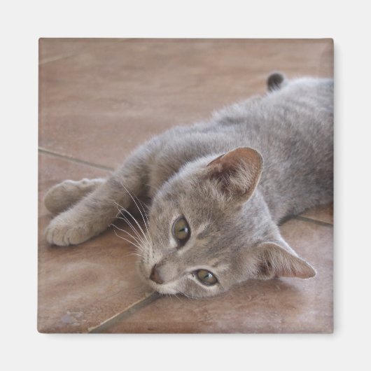 Cat Magnet (Voorkant)