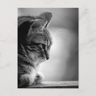 Cat Meditating Black en White Briefkaart
