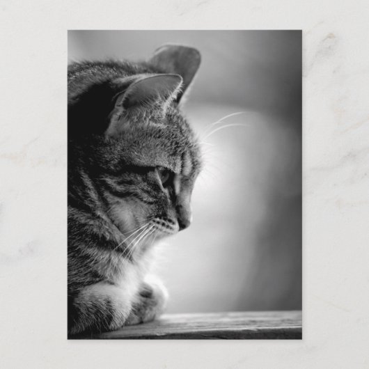 Cat Meditating Black en White Briefkaart (Voorkant)