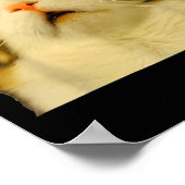 Cat Meme Shock Cat Face Funny Meme Cat Silly Gift  Poster (Hoek)