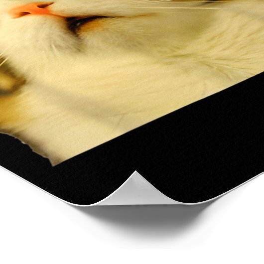 Cat Meme Shock Cat Face Funny Meme Cat Silly Gift Poster (Hoek)