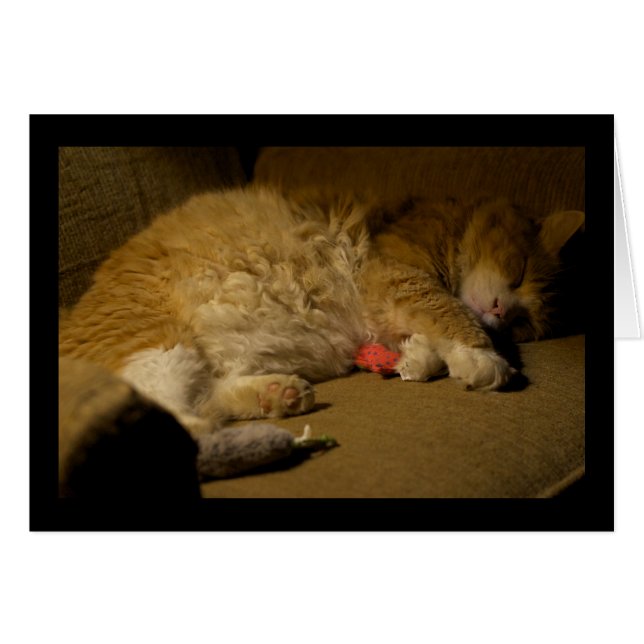 Cat Nap (Voorkant Horizontaal)