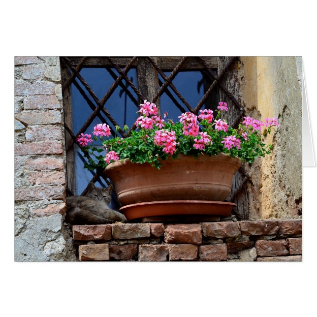 Cat Nap (Voorkant Horizontaal)