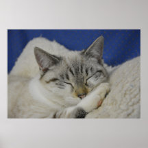 Cat Nap 7 Poster Semi Gloss