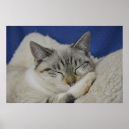 Cat Nap 7 Poster Semi Gloss