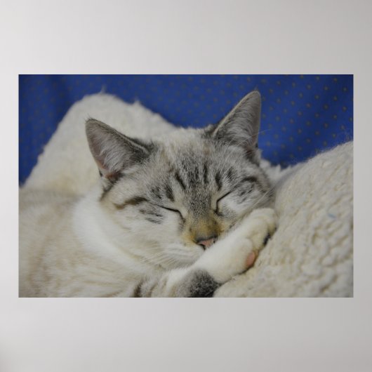 Cat Nap 7 Poster Semi Gloss (Voorkant)