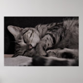 Cat Nap 8 Poster Semi Gloss (Voorkant)