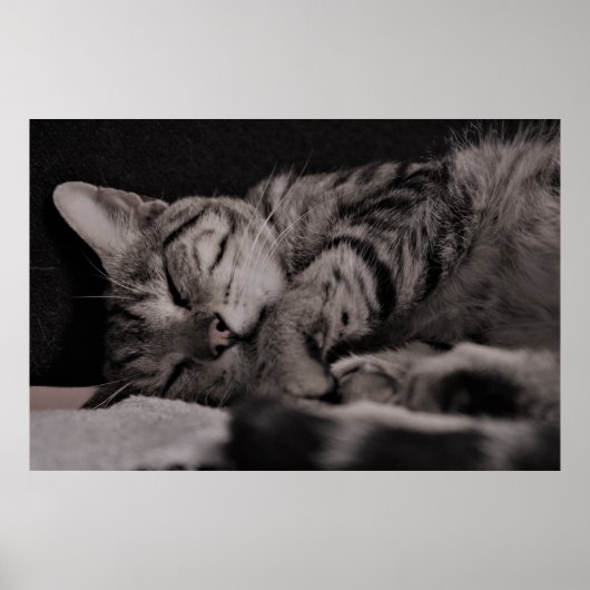Cat Nap 8 Poster Semi Gloss (Voorkant)