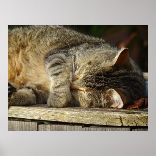 Cat Nap 9 Poster Semi Gloss (Voorkant)
