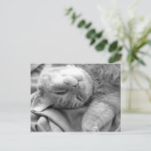 Cat Nap Briefkaarten (Staand voorkant)