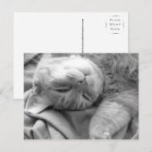 Cat Nap Briefkaarten (Voorkant / Achterkant)