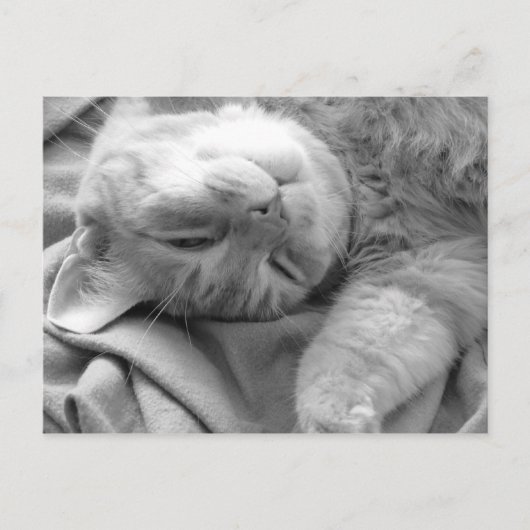 Cat Nap Briefkaarten (Voorkant)