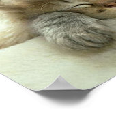 Cat Nap Print Print (Hoek)