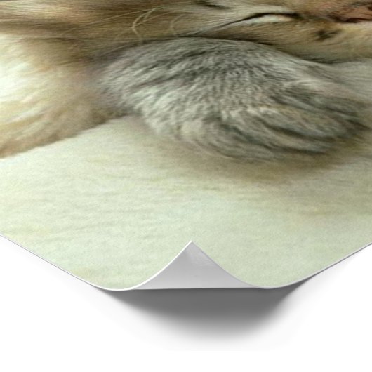 Cat Nap Print Print (Hoek)