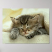 Cat Nap Print Print (Voorkant)