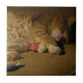 Cat Nap Tegeltje (Voorkant)