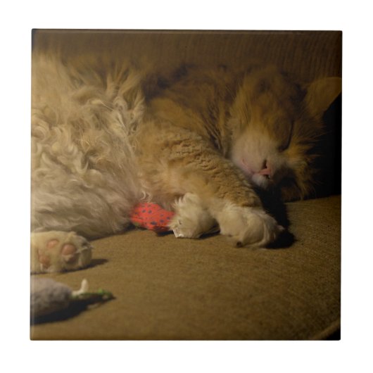 Cat Nap Tegeltje (Voorkant)