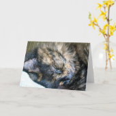 Cat Nap Wenskaart Kaart (Gele Bloem)