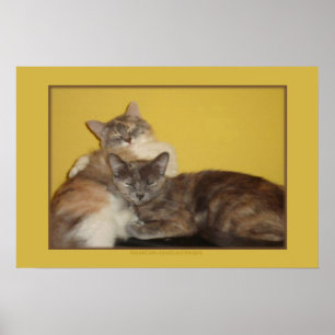 Cat Napels Poster