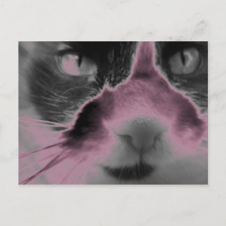 Cat Neon Pink Briefkaart
