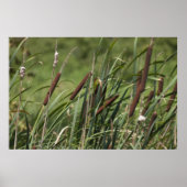 Cat o' 9tails poster (Voorkant)