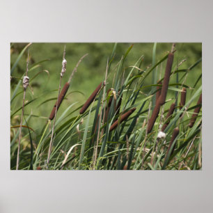 Cat o' 9tails poster