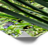 Cat O Nine Tails & White Water Lillys Foto afdrukk Poster (Hoek)