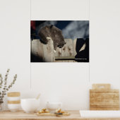 Cat on Fence (5) Poster (Keuken)