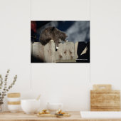 Cat on Fence (9) Poster (Keuken)