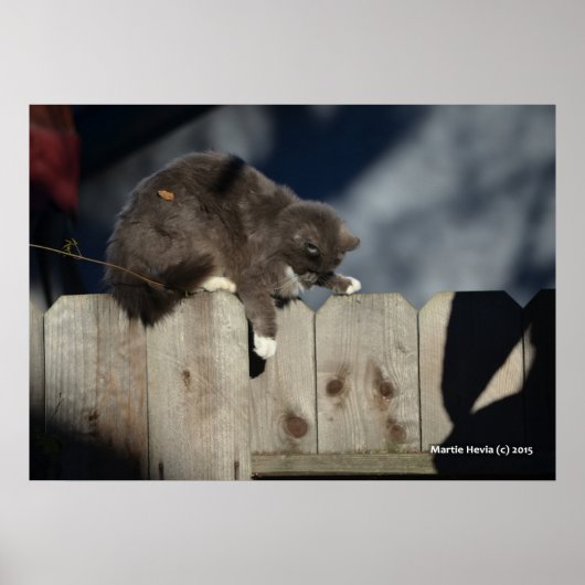 Cat on Fence (9) Poster (Voorkant)
