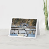 Cat on Rock Wall Kaart (Voorkant)